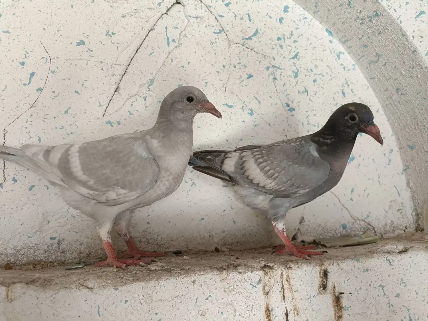 کبوتر|پرنده|شیراز, زند|دیوار
