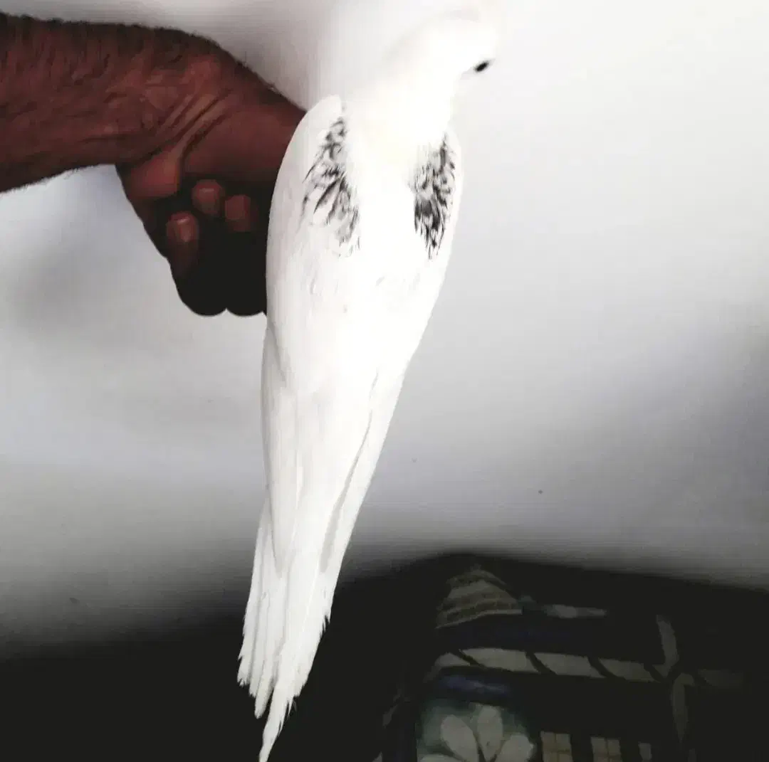 عروس فروشی|پرنده|کرمان, |دیوار