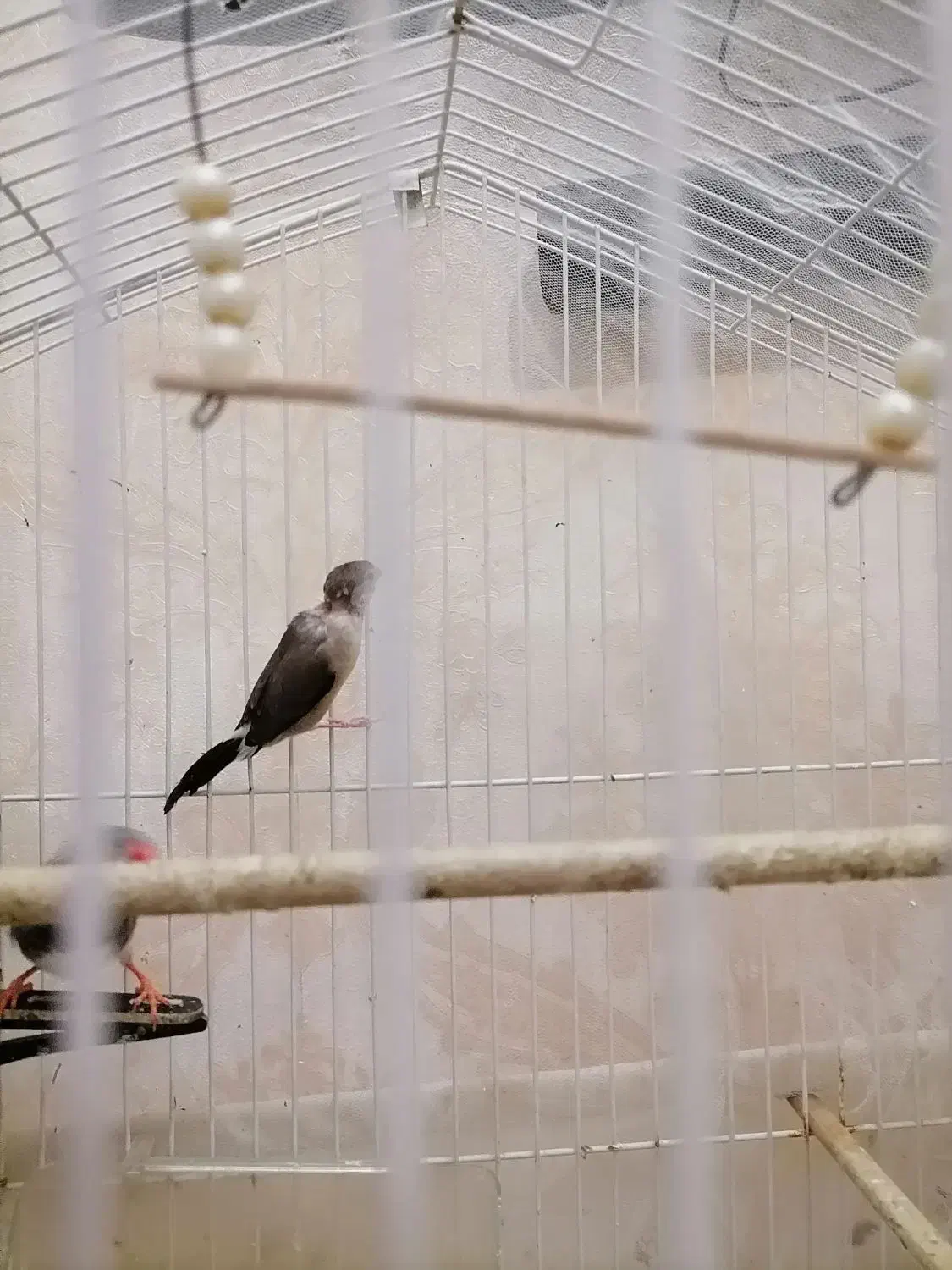 فنچ|پرنده|ری, منصوریه منگل|دیوار