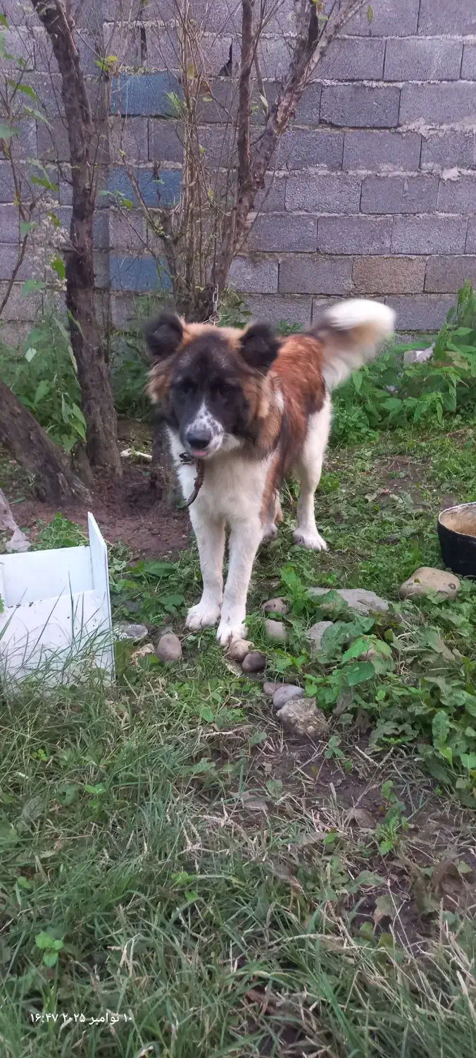 سگ گله|سگ|لاهیجان, شقایق|دیوار