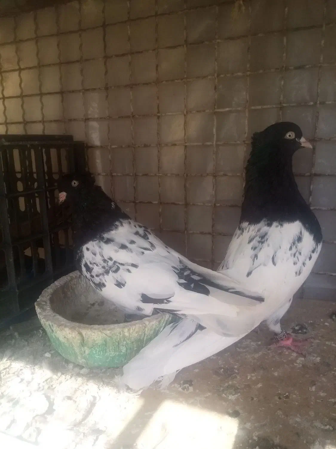 کله سیاه|پرنده|مسجد سلیمان, |دیوار