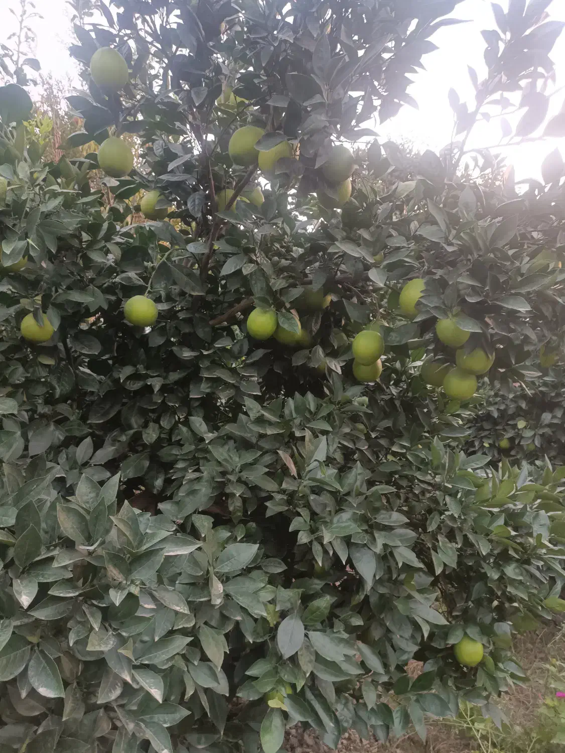 پرتقال ناول|خوردنی و آشامیدنی|جویبار, |دیوار