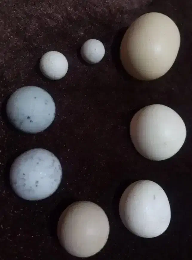 shahab|جواهرات|اردبیل, |دیوار