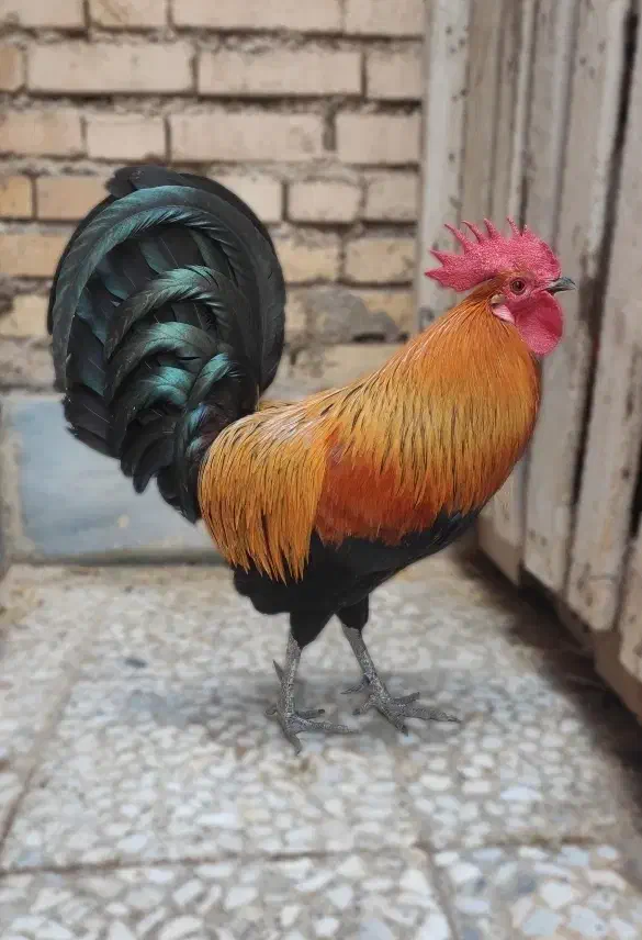 تخم مرغ نطفه دار|حیوانات مزرعه|اهواز, کوی آغاجاری|دیوار