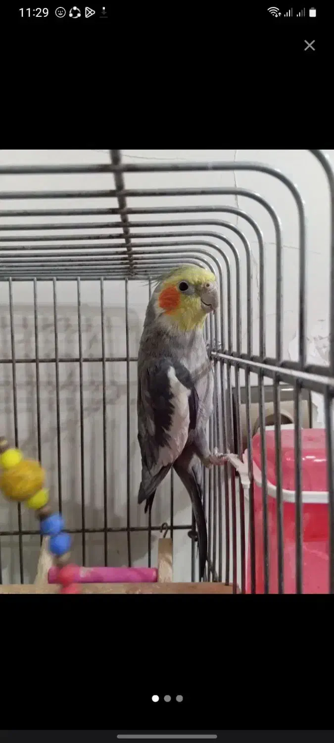 عروس هلندی نر سخنگو اهلی اهلی|پرنده|قدس, شهرقدس|دیوار