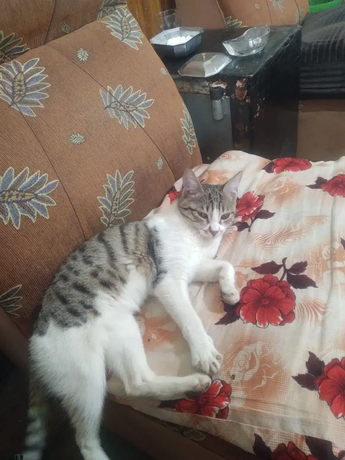 پیشی ملوسی|گربه|نمین, |دیوار