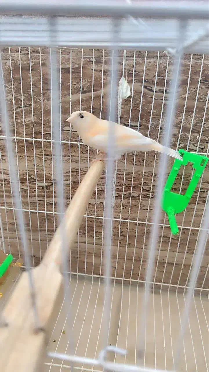 قناری|پرنده|مشهد, کشف|دیوار