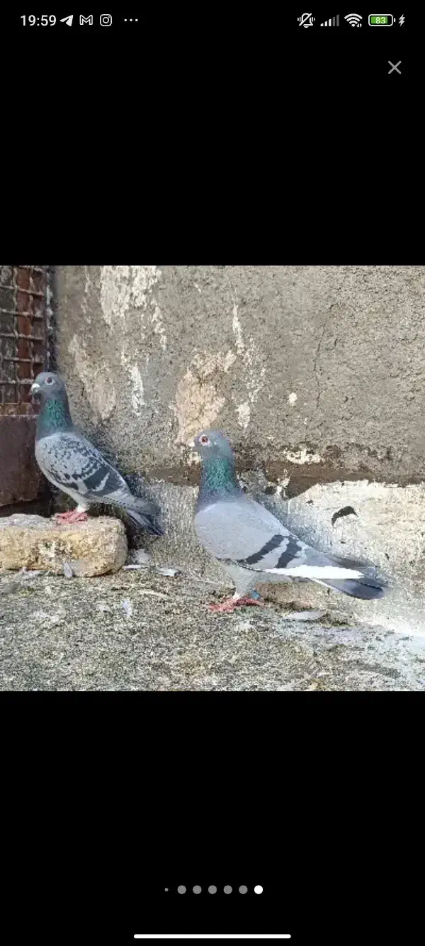 کفتر هوایی و جفتگاه|پرنده|خواف, |دیوار