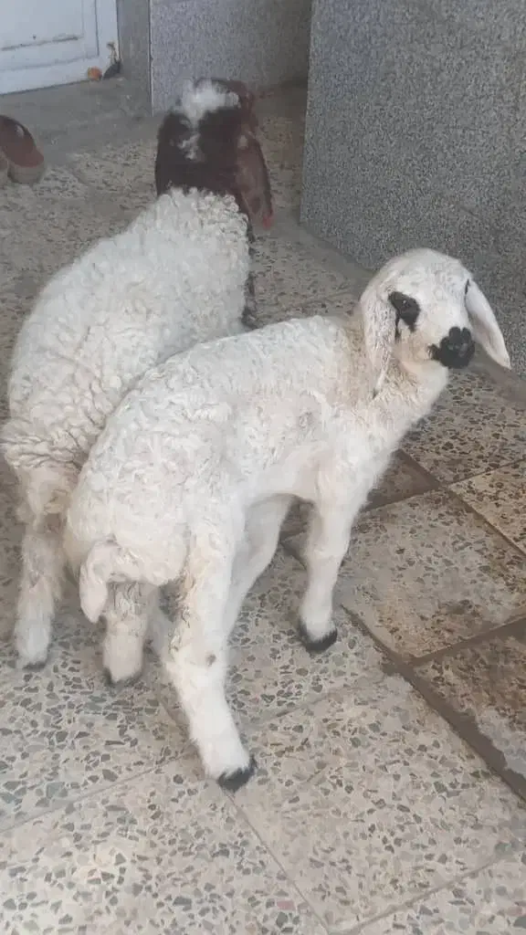 فروش بره|حیوانات مزرعه|اهواز, زوویه ۲|دیوار