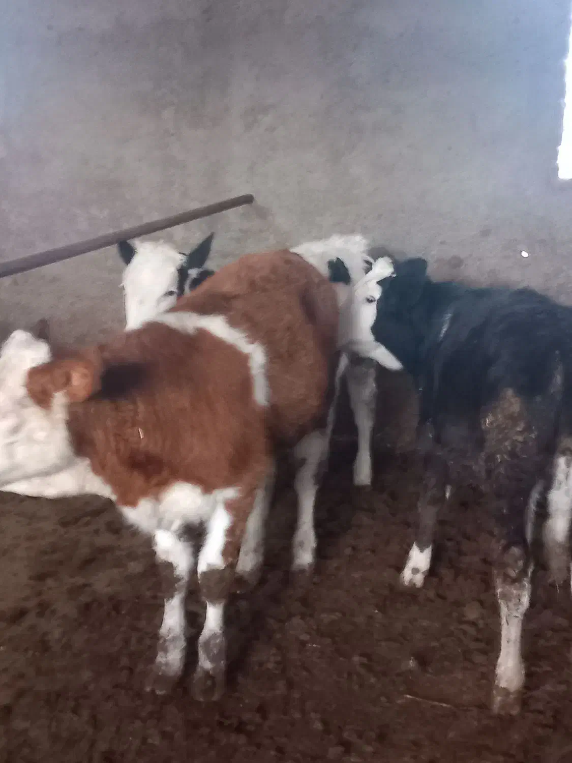 گوساله|حیوانات مزرعه|کردکوی, |دیوار