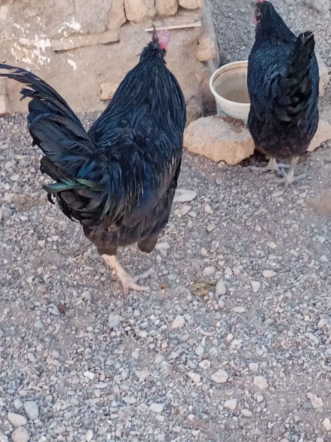 فروش خروس کاملا سیاه 8ماهه|حیوانات مزرعه|بن, |دیوار