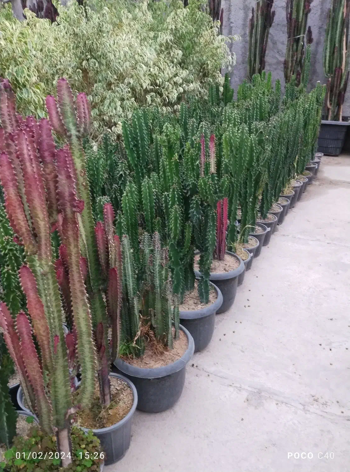 خدمات باغبانی صفر تا صد|خدمات باغبانی و درختکاری|کرج, فاز ۴ مهرشهر|دیوار