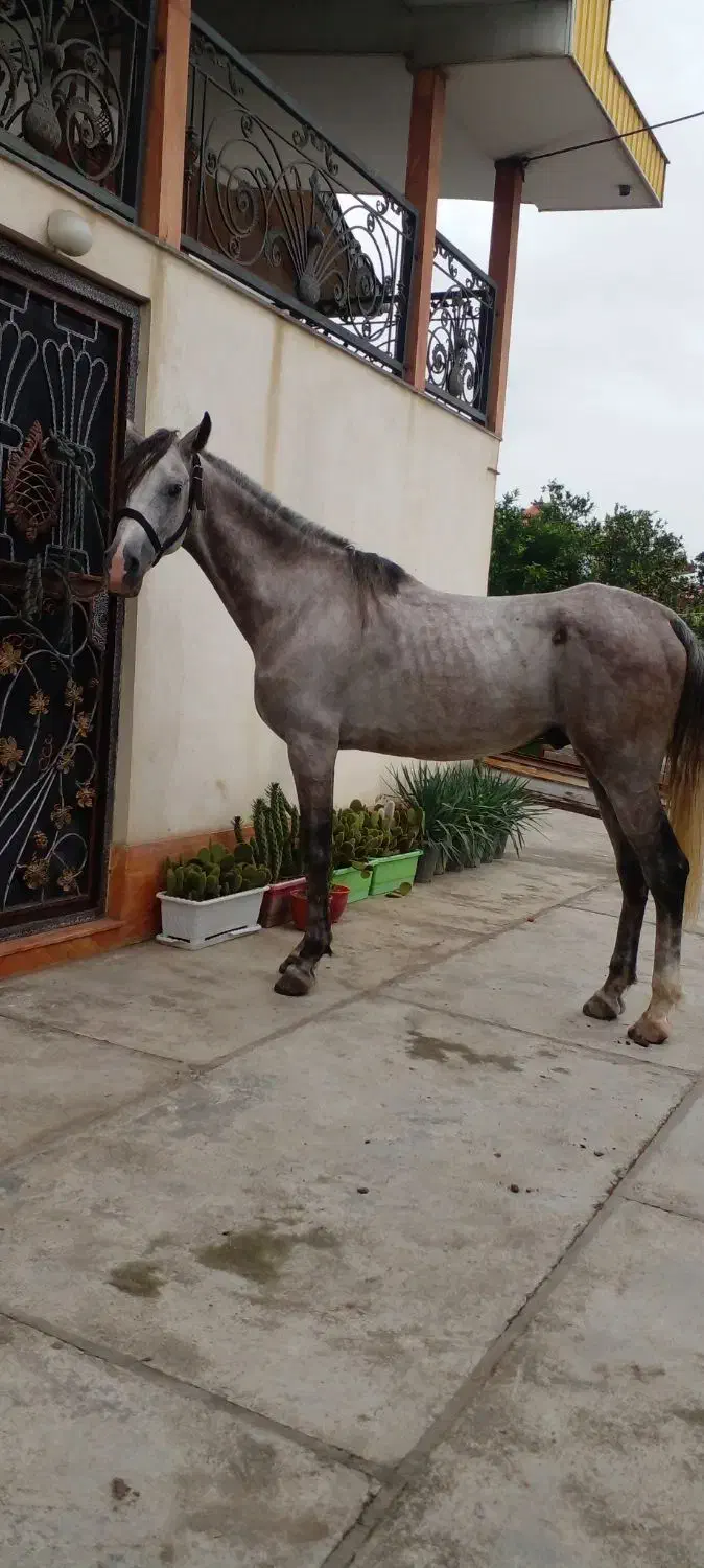 نریان عرب|اسب و تجهیزات اسب‌سواری|تنکابن, |دیوار