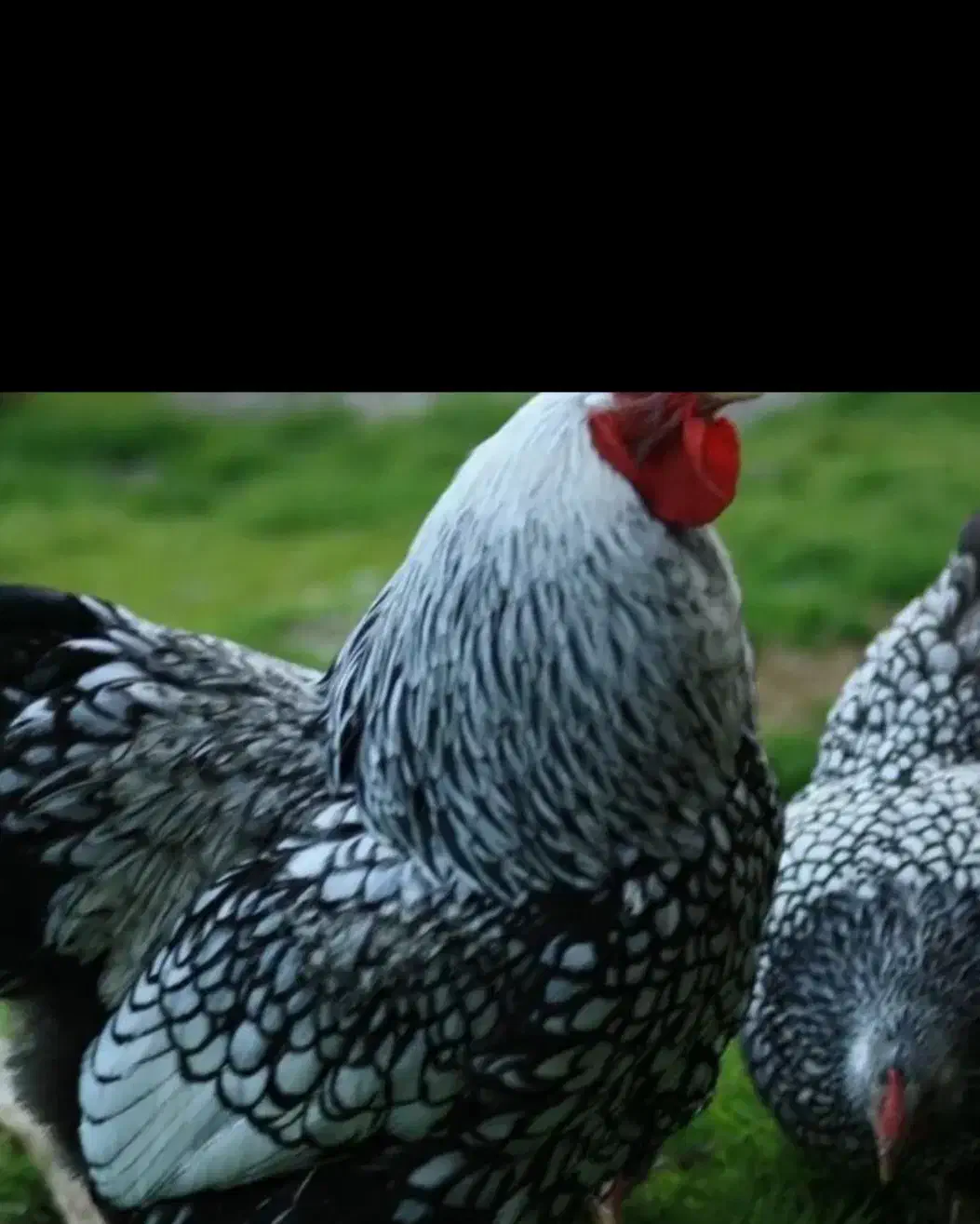 تخم نطفه دار ویاندوت سیلور|حیوانات مزرعه|خمینیشهر, |دیوار