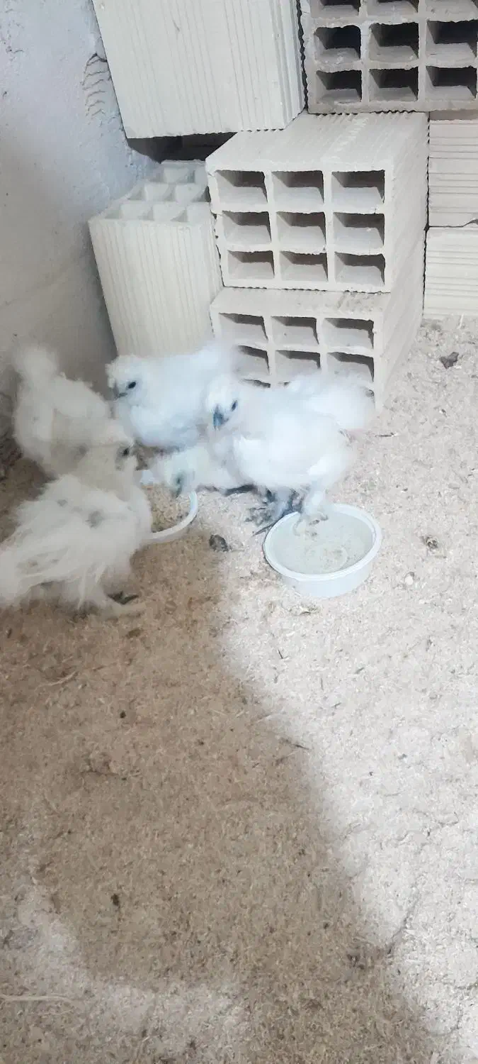 جوجه ابریشمی|حیوانات مزرعه|تبریز, |دیوار