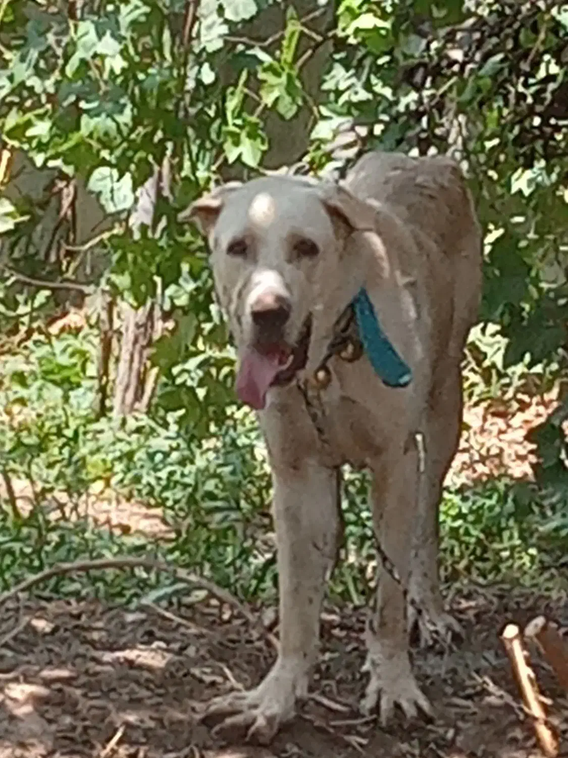 فروش سگ|سگ|پیشوا, |دیوار