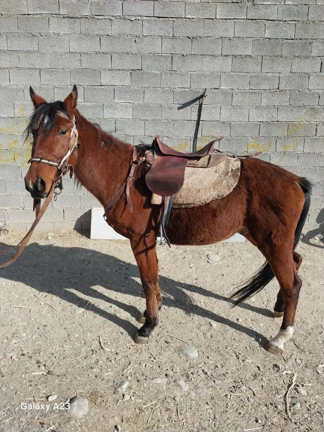 اسب|اسب و تجهیزات اسب‌سواری|دماوند, دماوند|دیوار