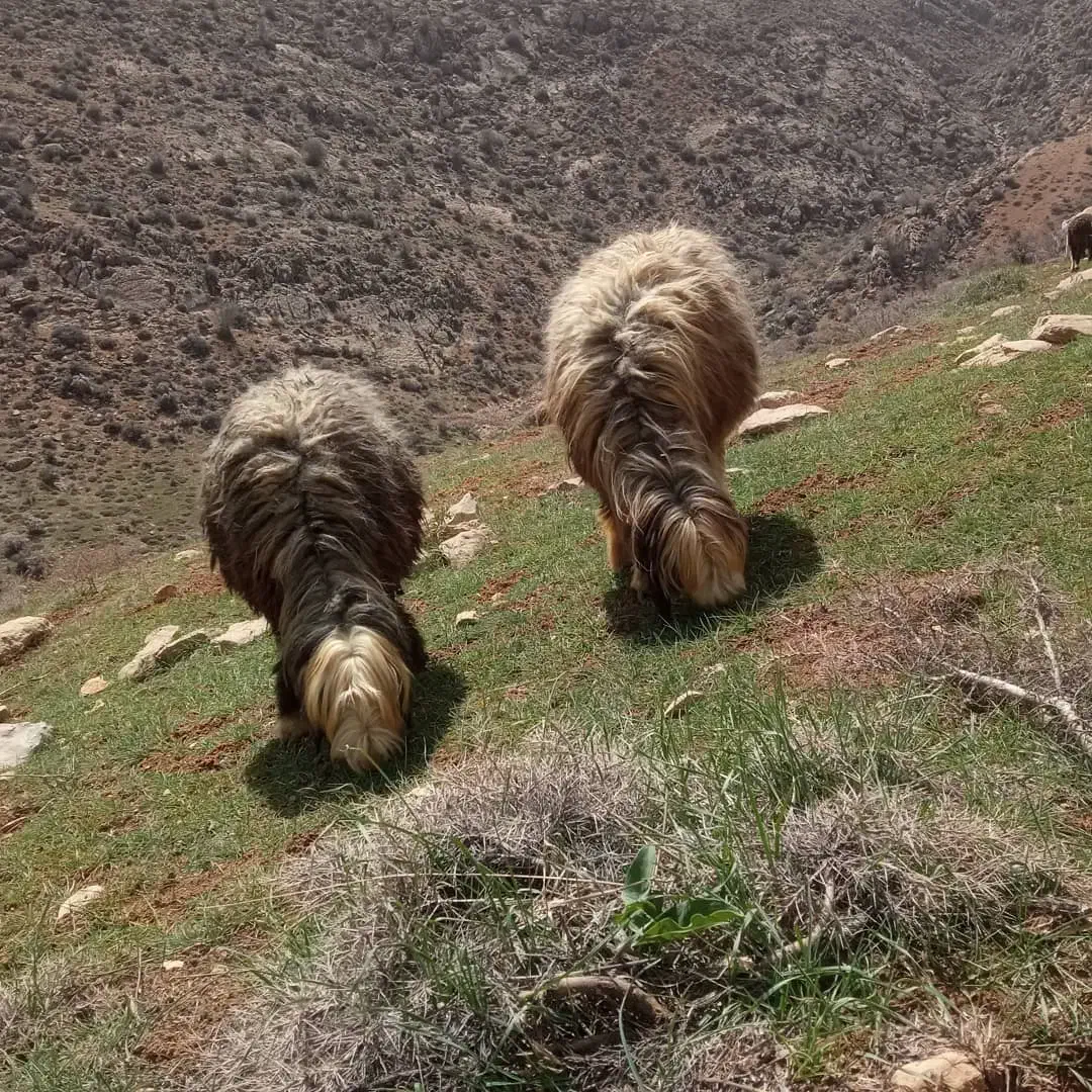 گاو|حیوانات مزرعه|شیراز, کوشک بیدک|دیوار