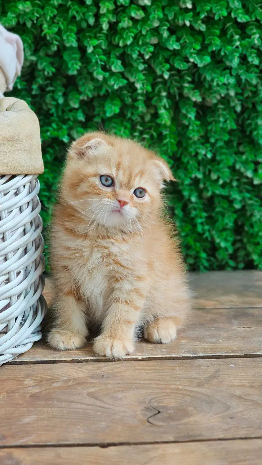 توله بریتیش مو کوتاه|گربه|بندر ماهشهر, |دیوار