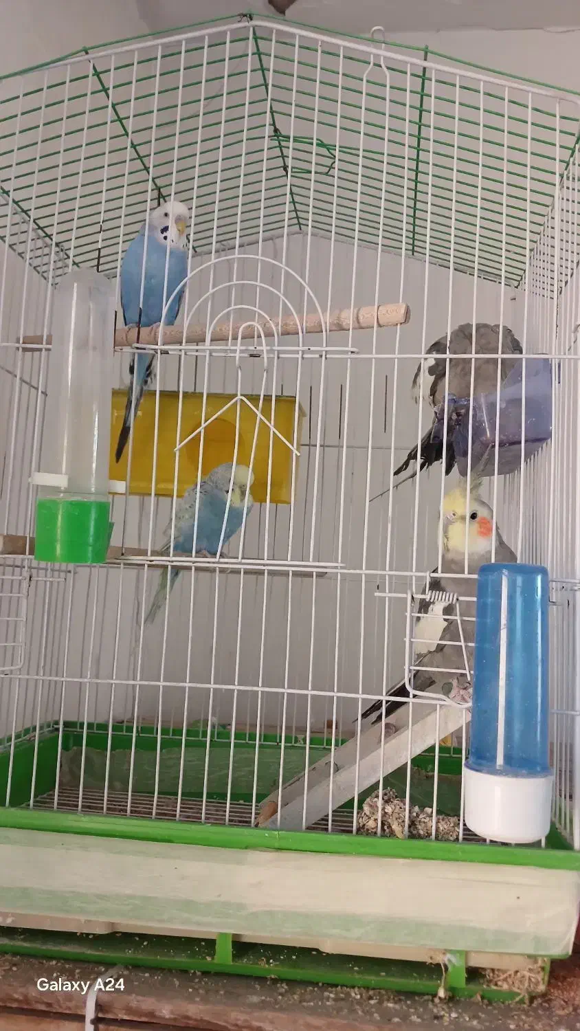 مرغ عشق|پرنده|قم, شهر قائم|دیوار