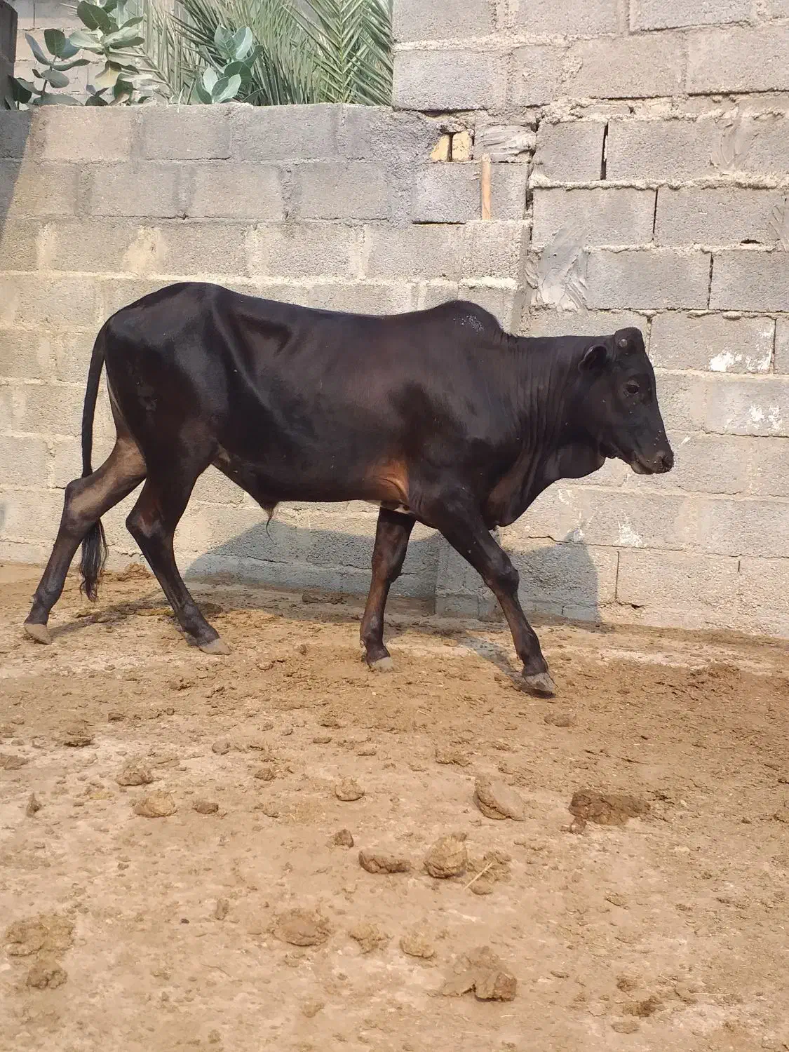 نوبر و گوساله نر|حیوانات مزرعه|عسلویه, |دیوار