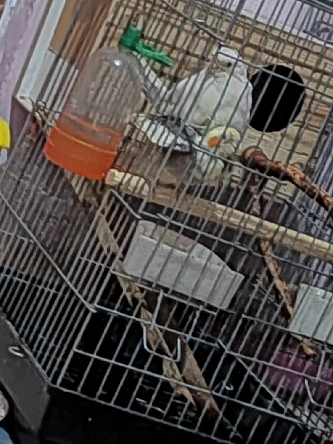 پرنده|پرنده|قلعه نو, |دیوار