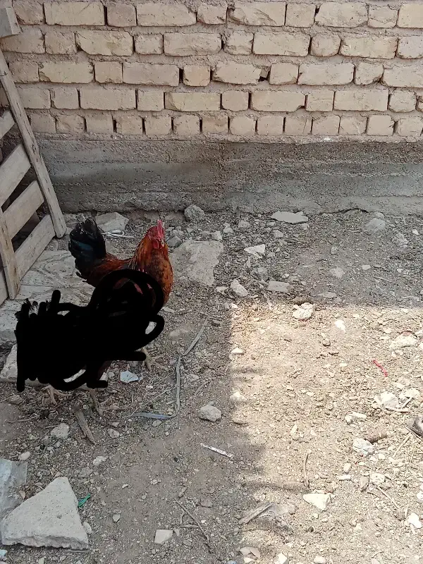 جوجه خروس محلی|حیوانات مزرعه|مرودشت, ده بید|دیوار