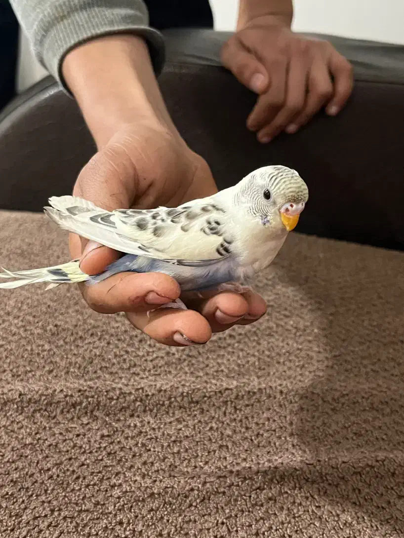 مرغ عشق دست آموز|پرنده|رشت, معلولین|دیوار