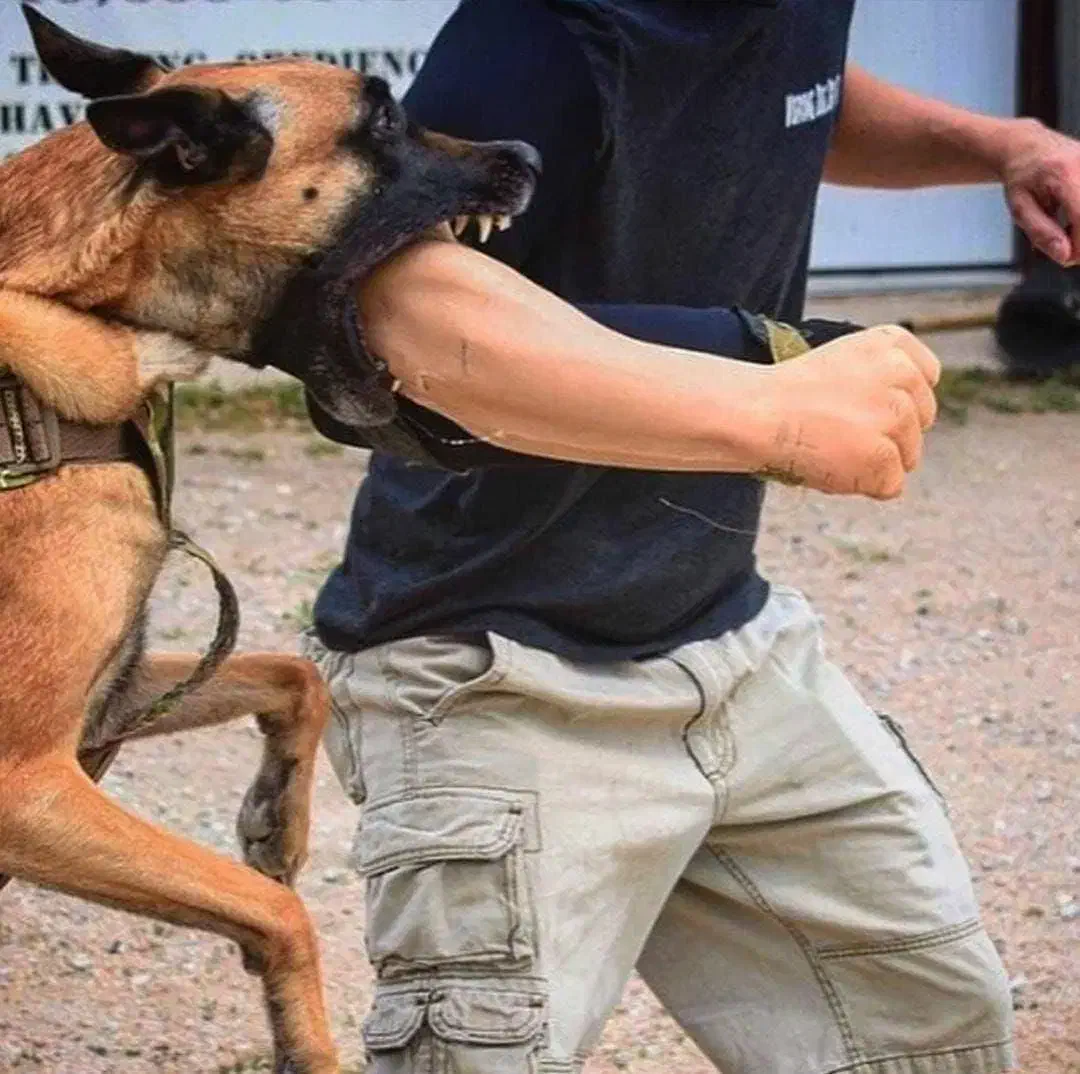 اموزش تخصصی سگ و مربی ، تربیت پانسیون گارد تضمینی|خدمات آموزشی|تهران, سعادتآباد|دیوار