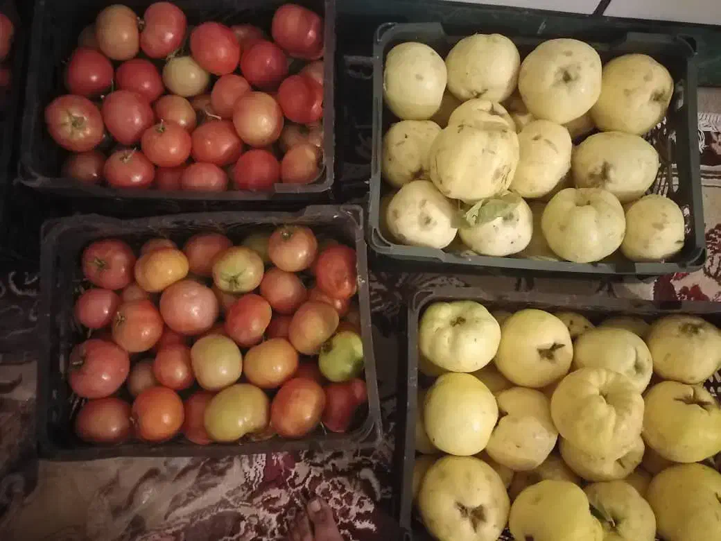 به زرد رسیده خوشمزه وگوجه ترش وخوشمزه محلی|خوردنی و آشامیدنی|لنده, |دیوار