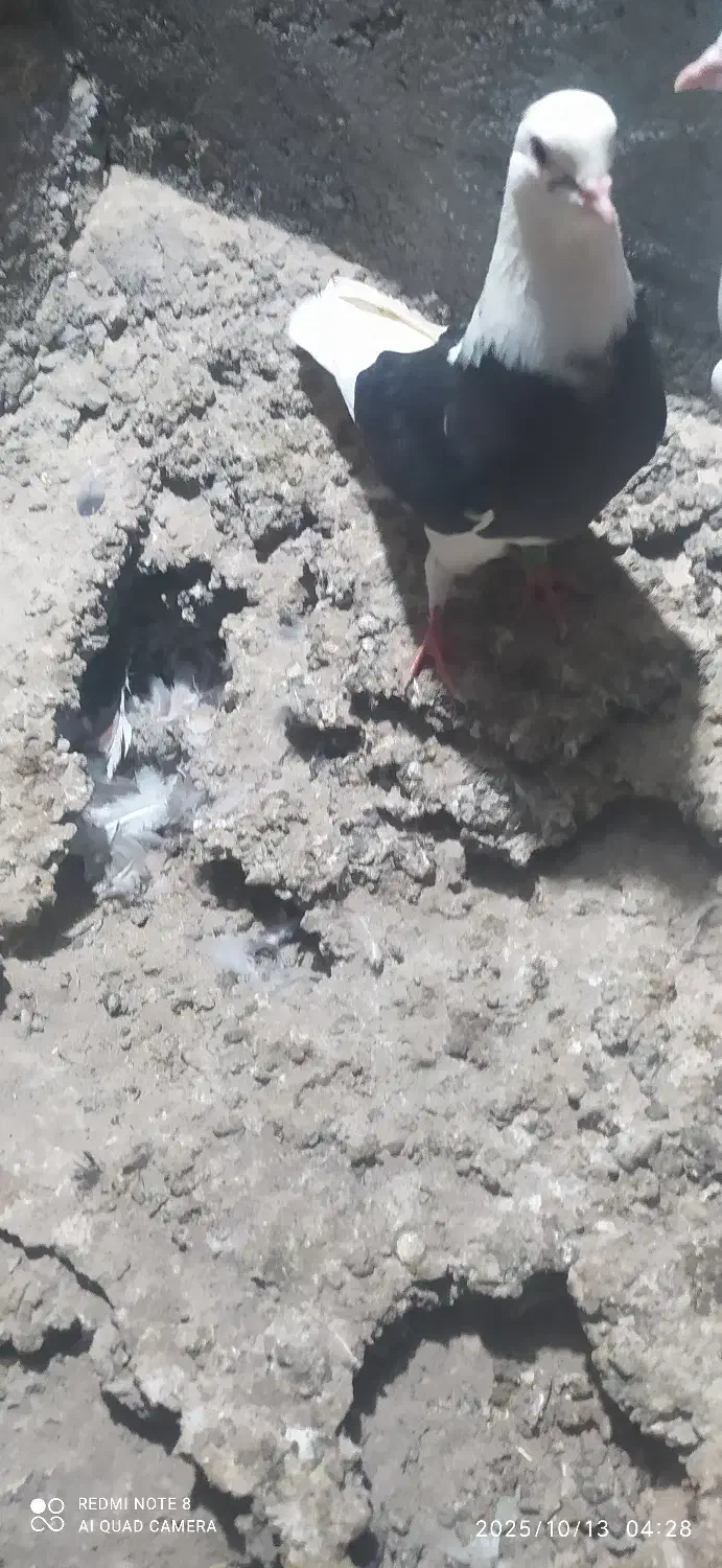 کبوتر|پرنده|رودخانه, |دیوار