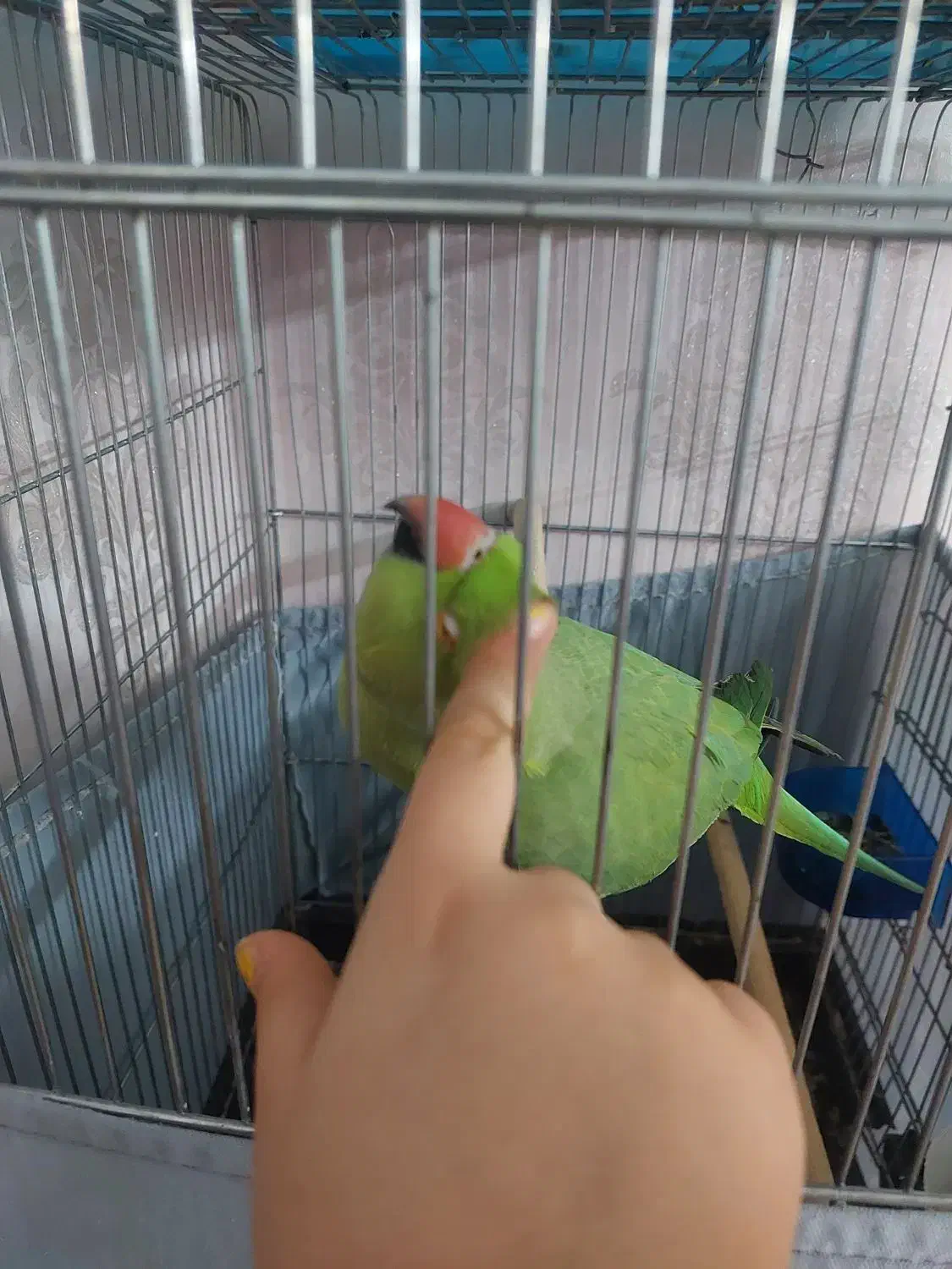 طوطی ملنگو ماده مست|پرنده|تهران, مختاری|دیوار