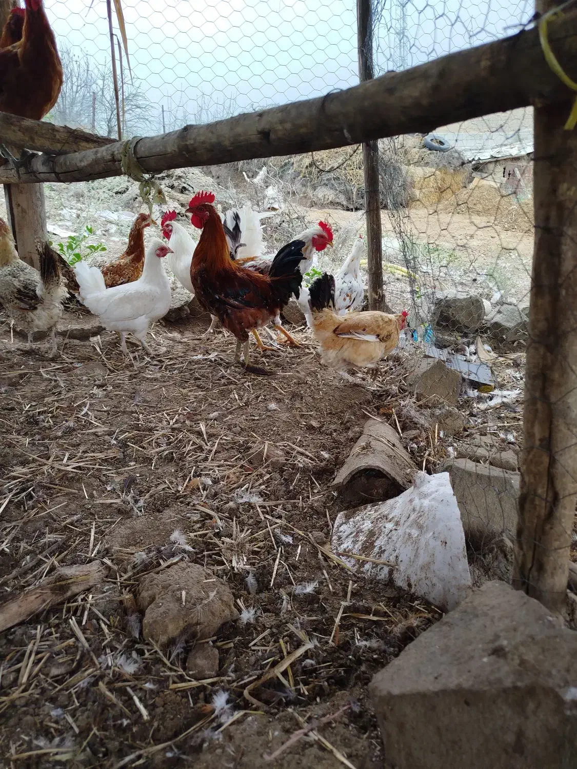 فروش مرغ خروس جوجه گلین و غاز روستایی اصیل|حیوانات مزرعه|بیله سوار, |دیوار