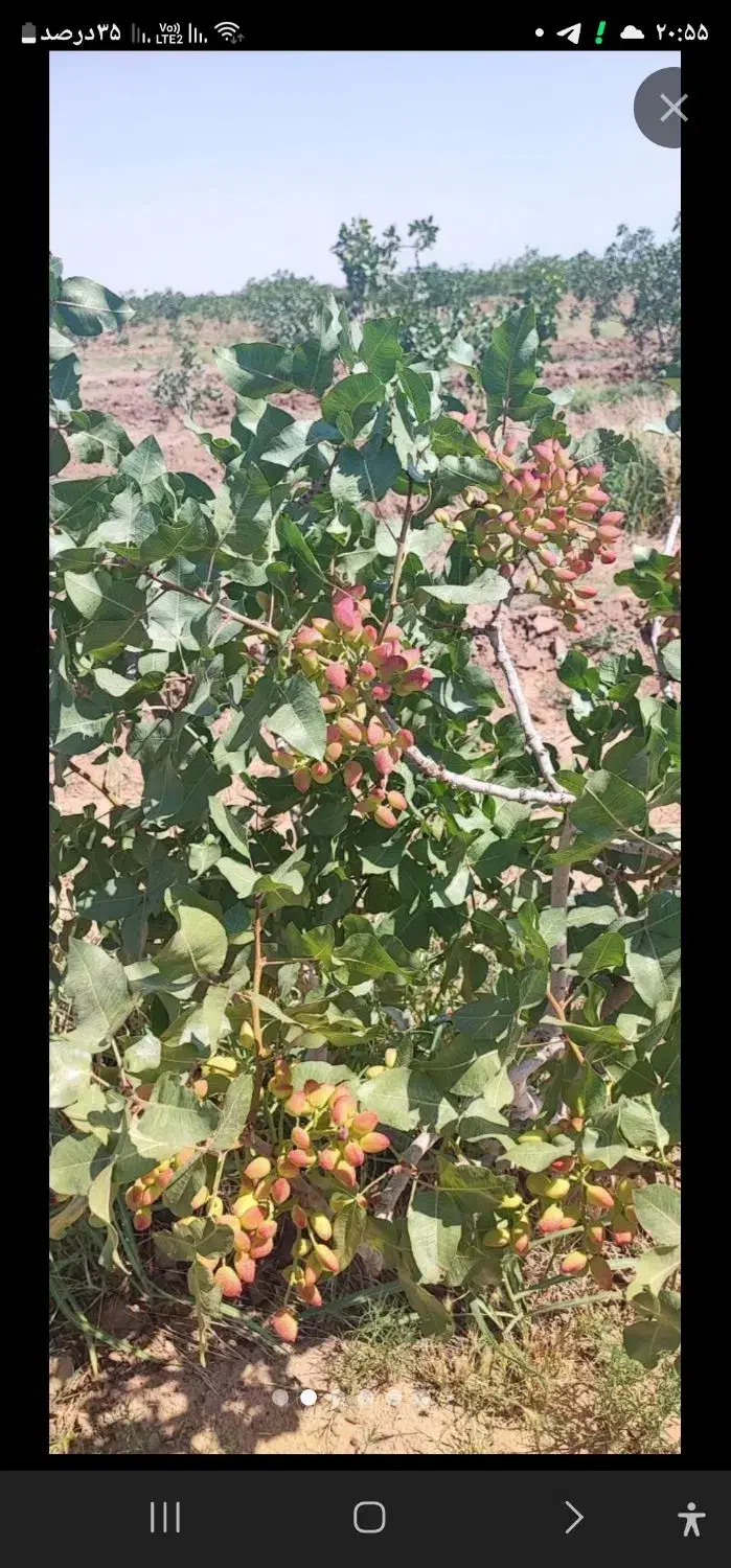 باغ پسته ۲۰ ساله، یک هکتار،فروش فوری(زیرقیمت )|فروش دفتر صنعتی، کشاورزی، تجاری|قنوات, |دیوار