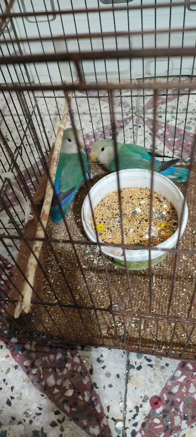 طوطی کتوله|پرنده|دزفول, |دیوار