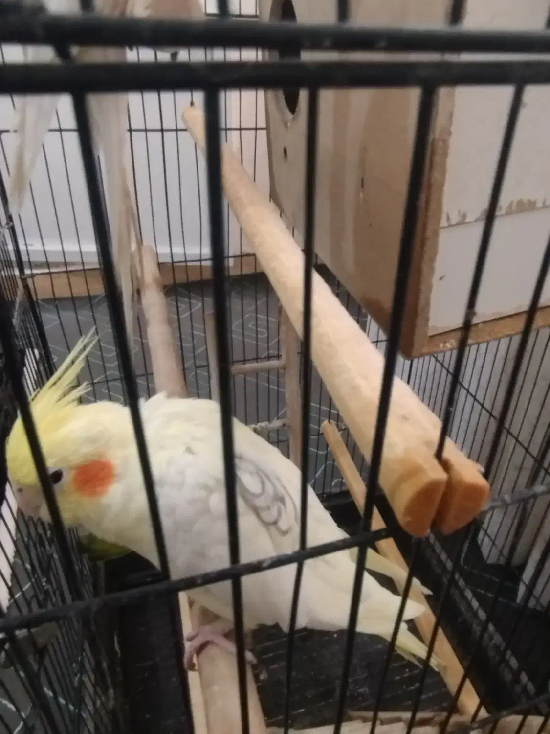 یک جفت لوتینو|پرنده|گلستان (تهران), |دیوار