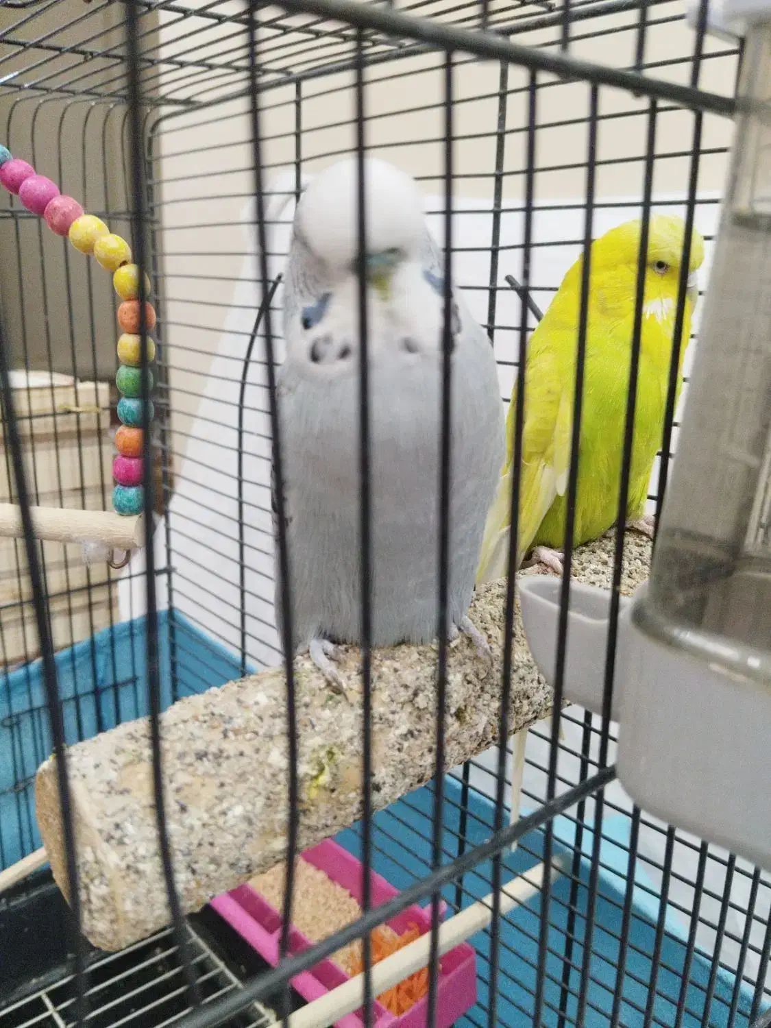 مرغ عشق اینگلیسی|پرنده|کرج, کوی زنبق|دیوار