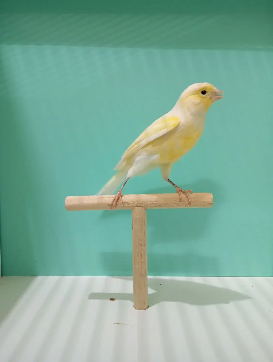 قناری ماده|پرنده|قم, شهرک امام حسن|دیوار