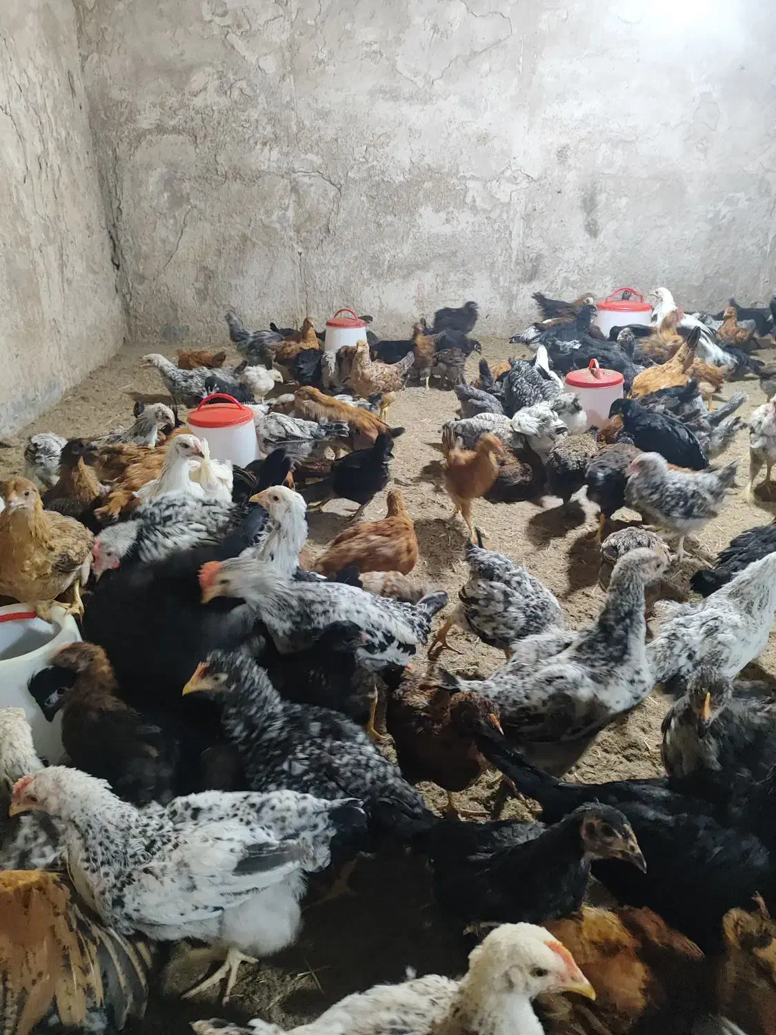 جوجه مرغ|خوردنی و آشامیدنی|مسجد سلیمان, |دیوار