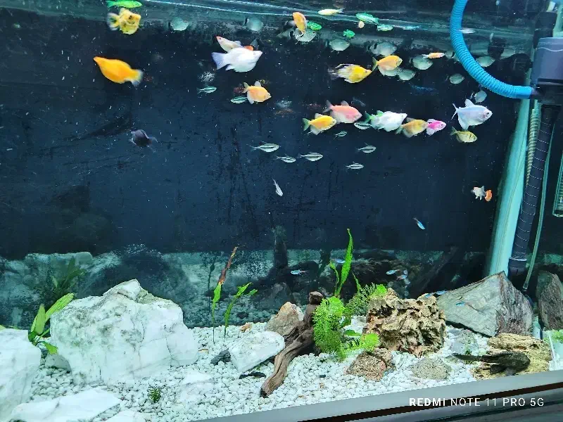 فروش ماهی آکواریومی گیاهخوار|ماهی|کرمانشاه, |دیوار