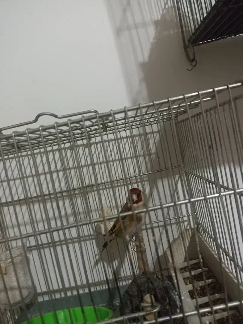 پرنده|پرنده|تهران, خاک سفید|دیوار