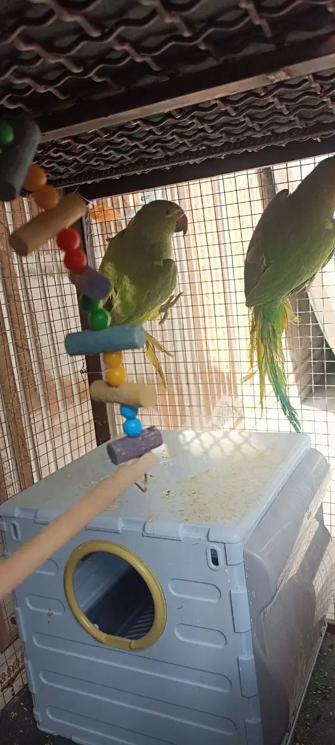 پرنده|پرنده|بیرجند, |دیوار