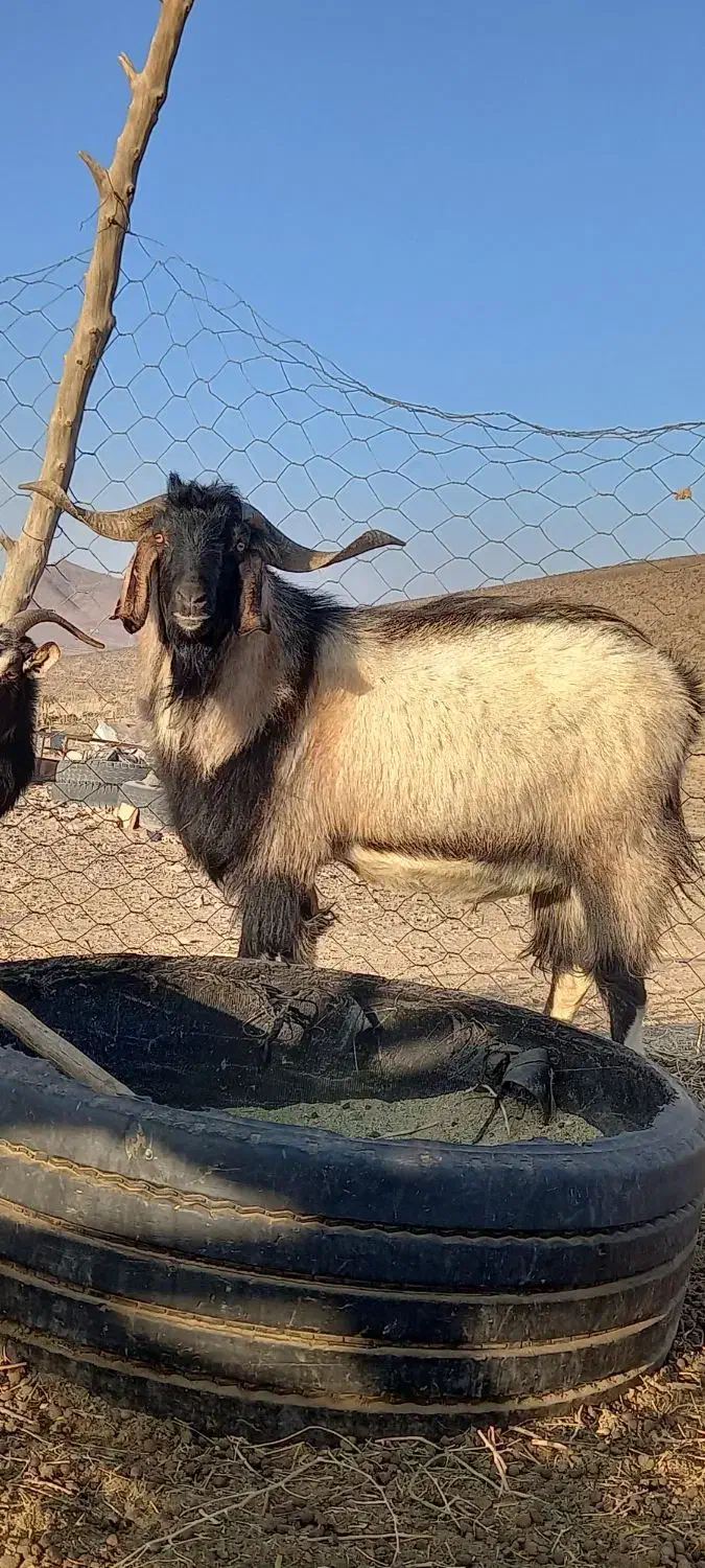 تکه آلپاین|حیوانات مزرعه|آیسک, |دیوار