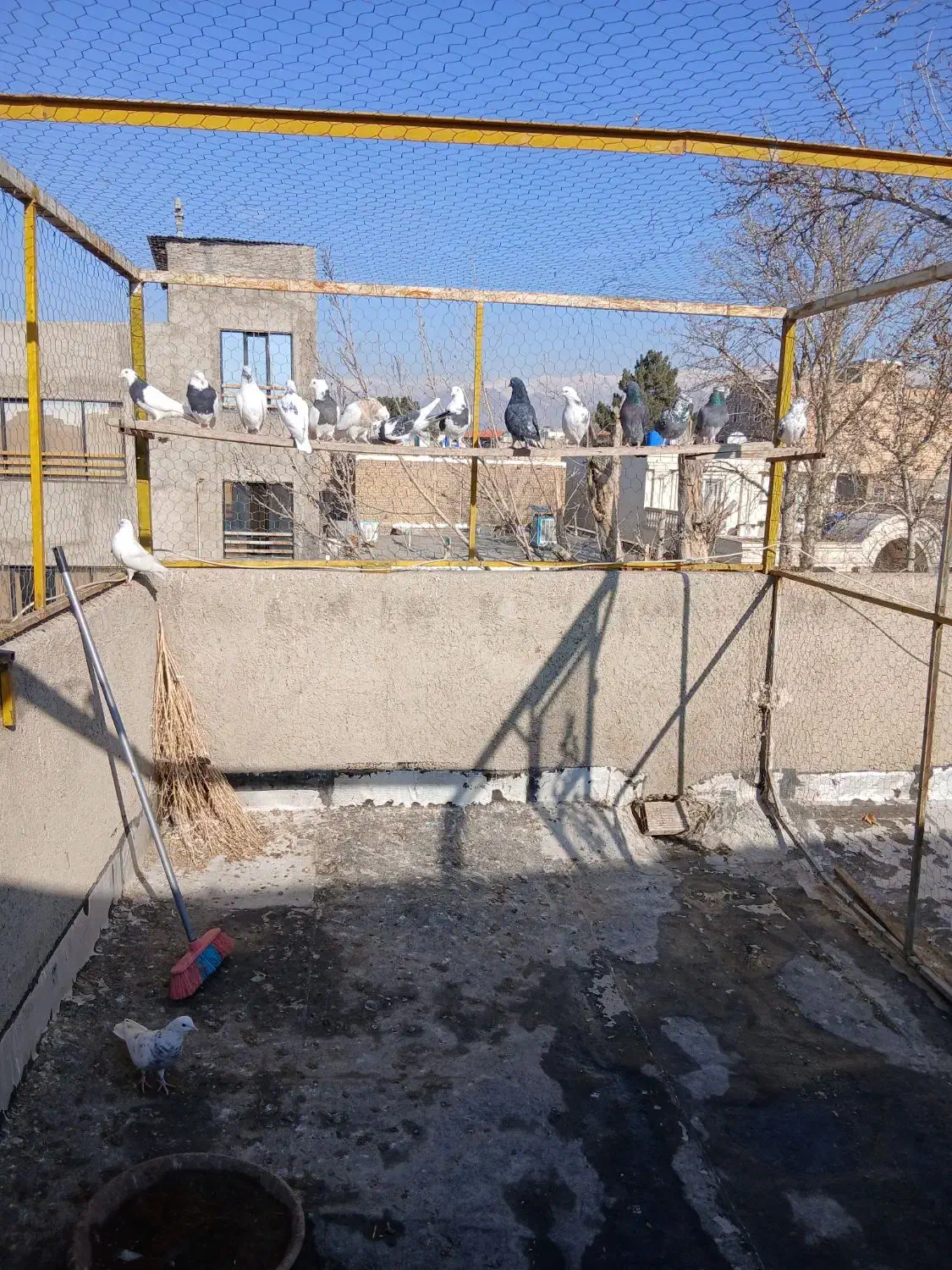 کبوتر|پرنده|هشتگرد, شهرک راه آهن|دیوار