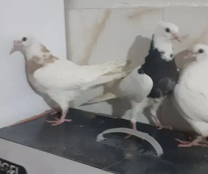 *طوقی دمسفید سار آبی*|پرنده|مشهد, شهید بصیر|دیوار