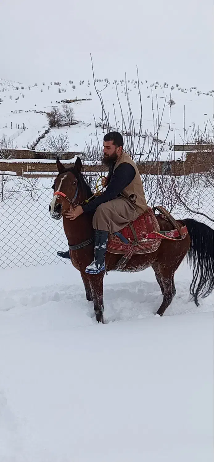 اسب فروشی|اسب و تجهیزات اسب‌سواری|آرمرده, |دیوار