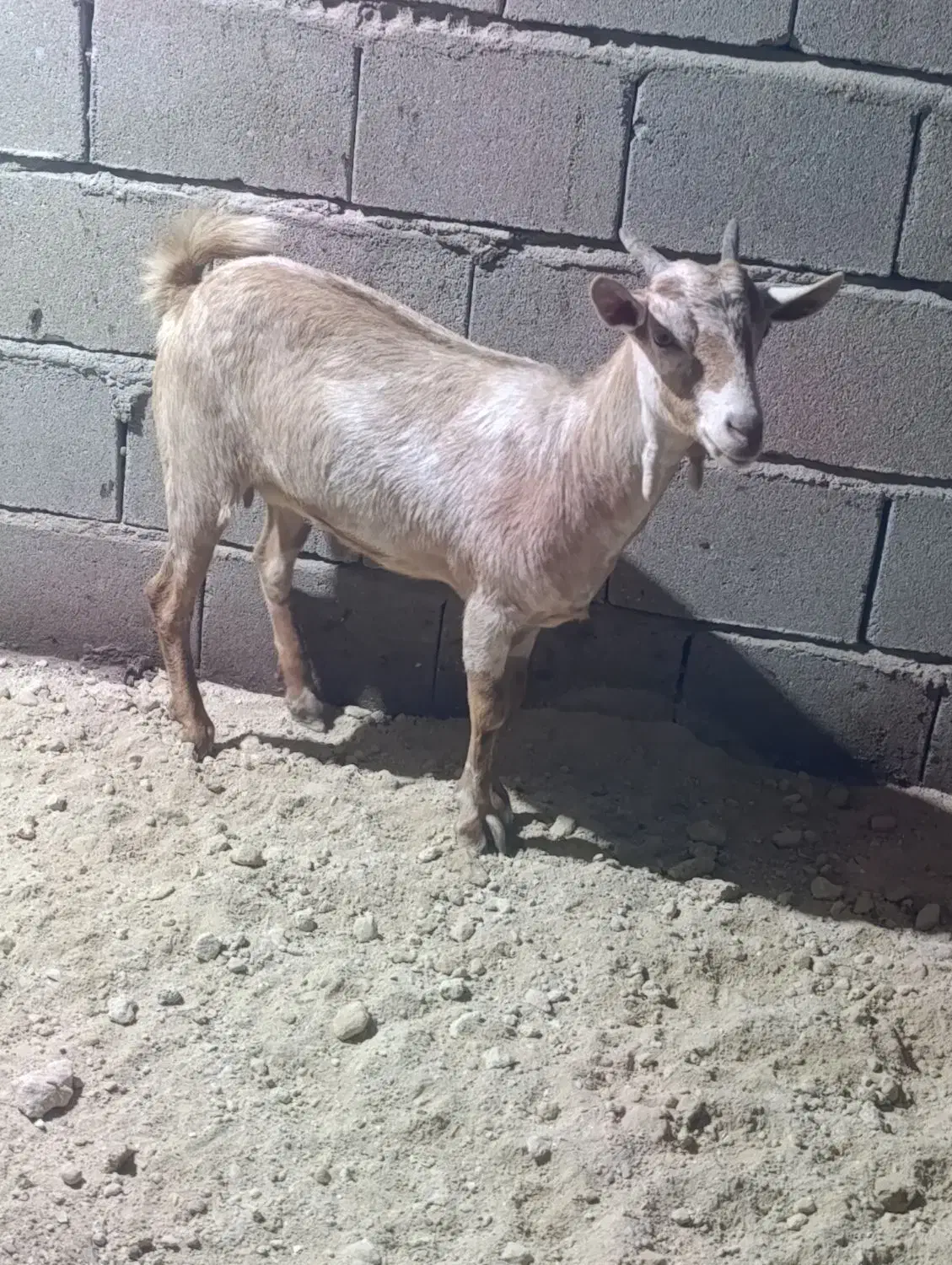 کهره جمولی|حیوانات مزرعه|قشم, |دیوار
