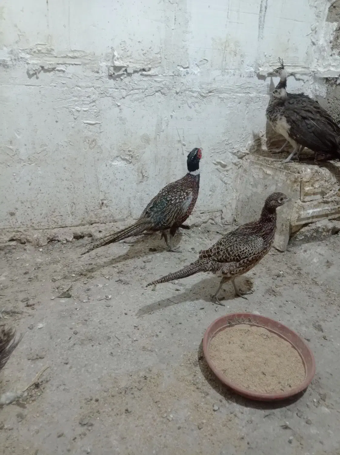 مرغ و خروس زینتی|حیوانات مزرعه|تهران, هفده شهریور|دیوار