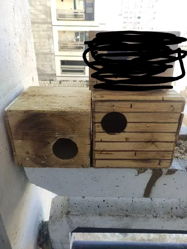 لونه طوطی برزیلی و مرغ عشق|لوازم جانبی حیوانات|صدرا-فارس, فاز ۱|دیوار