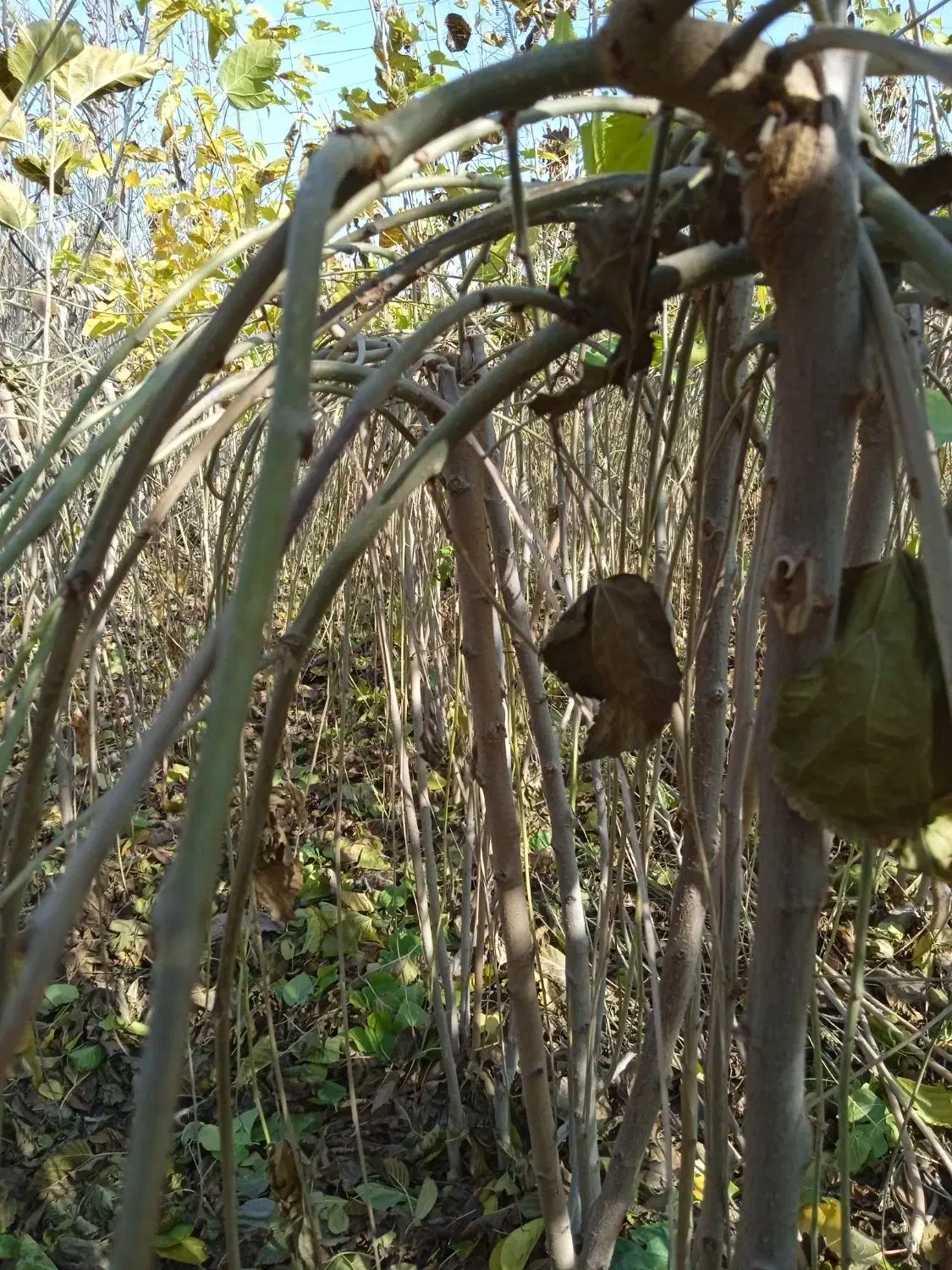 نهال فروشی منفردی|خدمات باغبانی و درختکاری|میاندوآب, |دیوار